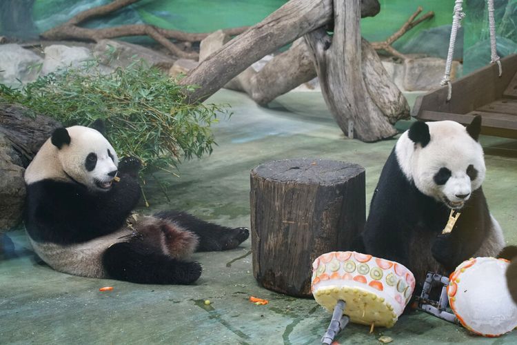 Dalam foto yang dirilis oleh Kebun Binatang Taipei ini, Panda Raksasa Tuan Tuan dan Yuan Yuan terlihat di dekat kue ulang tahun mereka untuk menandai ulang tahun ke-18 mereka di Kebun Binatang Taipei di Taipei, Taiwan pada Selasa, 30 Agustus 2022.