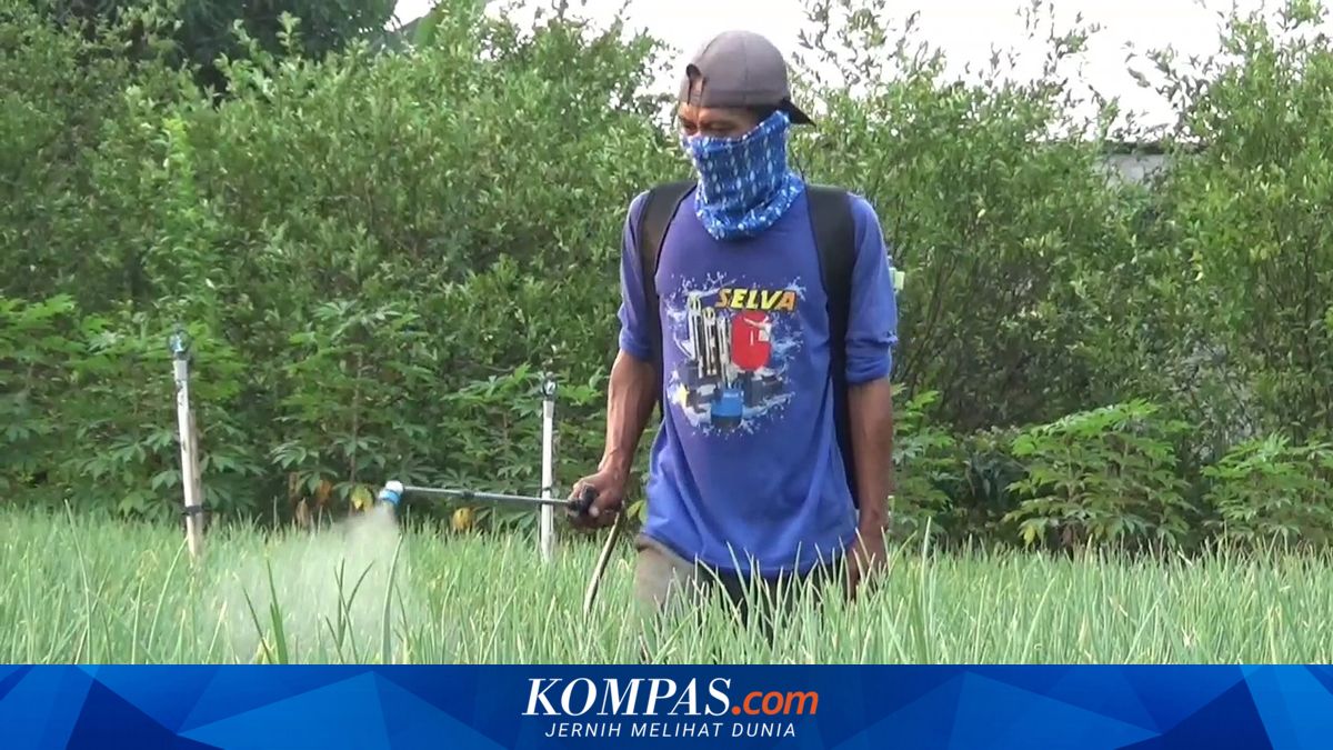 Petani Bawang Merah di Madiun Menjerit Diserang Hama, Biaya Pestisida Tembus Rp 300.000 Sekali Semprot