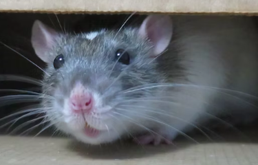 Ilustrasi tikus