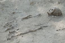 Tulang Belulang di Pantai Painhaka NTT, Diduga Berusia Ratusan Tahun
