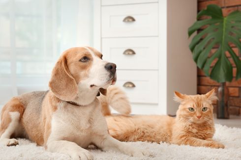 10 Ras Kucing Ini Akur dengan Anjing, Cocok Dipelihara Bersama