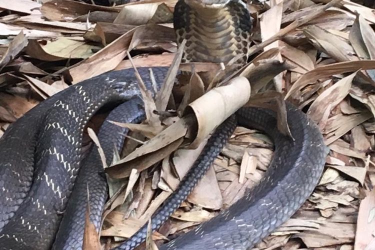 Ular kobra yang ditemukan warga di Tabanan, Bali, Minggu (15/12/2019) kemarin.