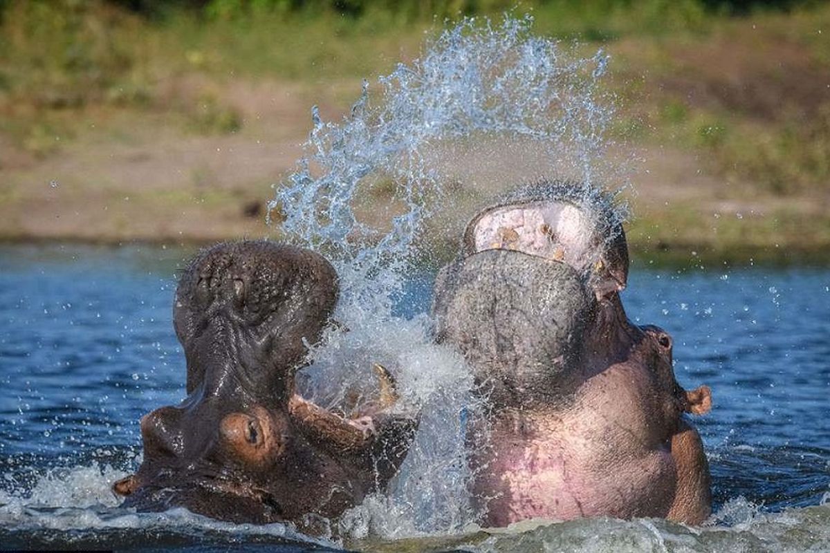 Dua kuda nil jantan tertangkap kamera berkelahi memperebutkan wilayah di sungai Chobe, Botswana.