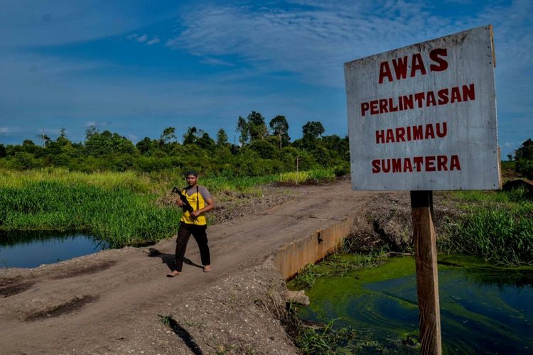 Petugas patroli di kawasan perlintasan harimau bonita di desa tanjung simpang kabupaten indragiri hilir riau