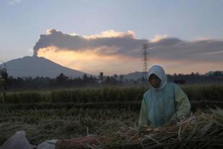 Seorang petani memanen padi dengan latar belakang letusan Gunung Raung di Jember, Jawa Timur, 12 Juli 2015. Abu letusan Gunung Raung kembali menutup sejumlah bandara lokal.