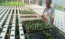Pemulung di Jaktim Jadi Mentor Hidroponik, Ajari Warga Binaan Bertani Melon