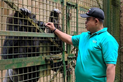 Layaknya Manusia, Gorila di Ragunan Juga Minum Teh atau Susu...