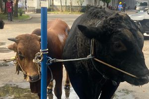 Blackjack, Sapi Kurban Presiden Seberat 1 Ton di Kota Malang Disembelih di RPH Besok