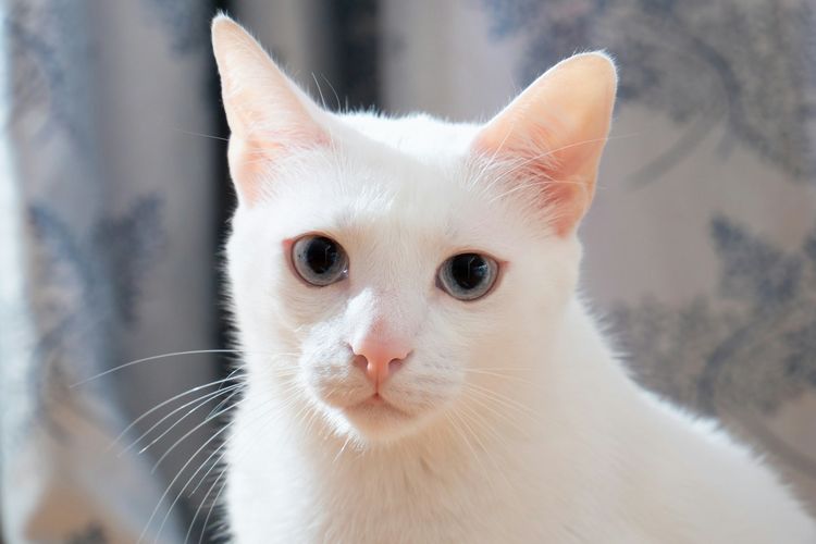 Lindungi Kucing, Dosen UB Kembangkan Kit untuk Deteksi Panleukopenia