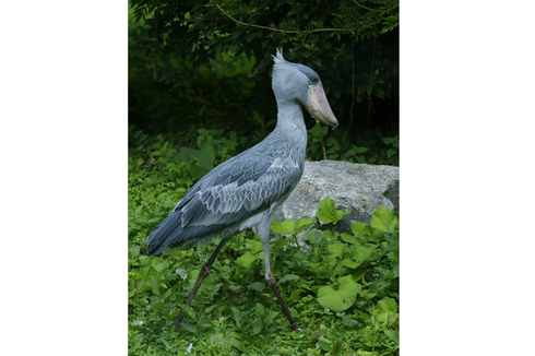 Shoebill Stork, Burung Purba yang Masih Hidup Hingga Sekarang