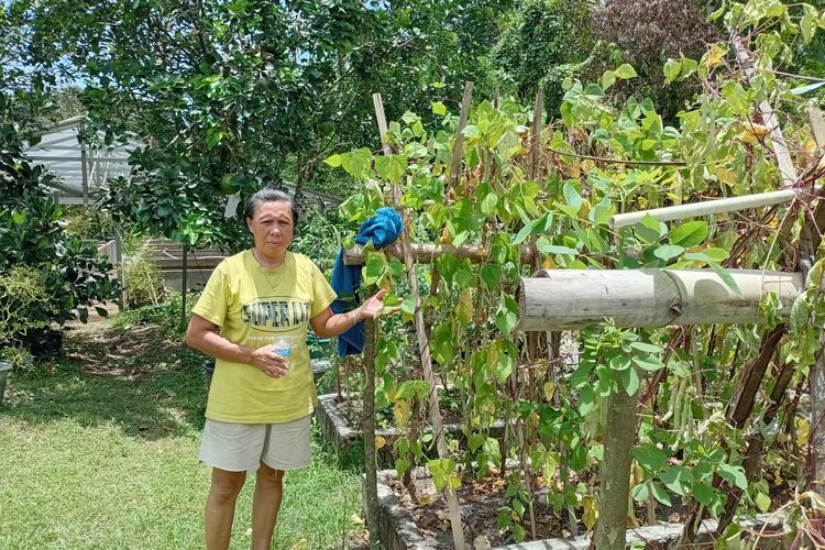 Kisah Ibu di Manado Berhemat Lewat Urban Farming: Sudah Setahun Tak Beli Cabai