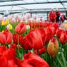 Jepang Pangkas 100.000 Bunga Tulip demi Jaga Jarak Selama Pandemi