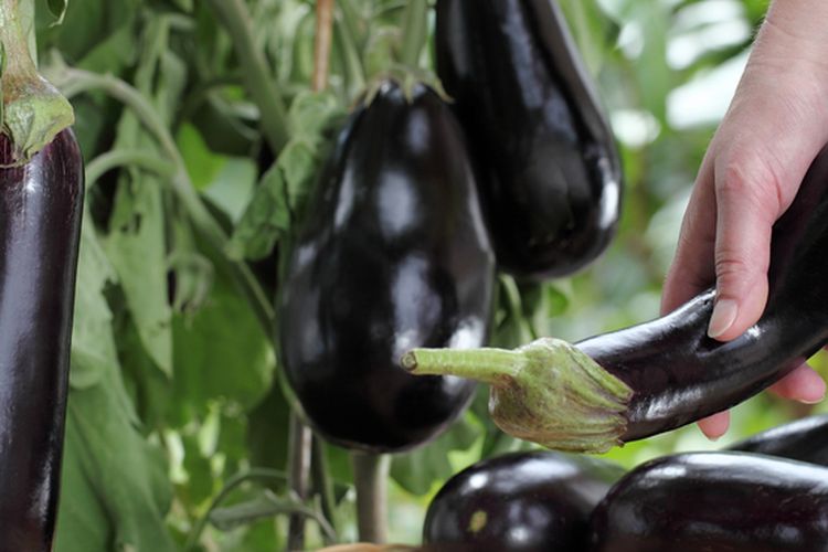 Ilustrasi terong ungu, tanaman terong ungu. 