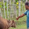 Belasan Ekor Sapi di Aceh Besar Mati Mendadak, Diduga Terserang PMK