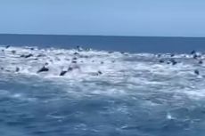 Video Kemunculan Ratusan Ekor Lumba-lumba di Pantai Pancer Banyuwangi, Ini Kata Pengunggah dan Nelayan