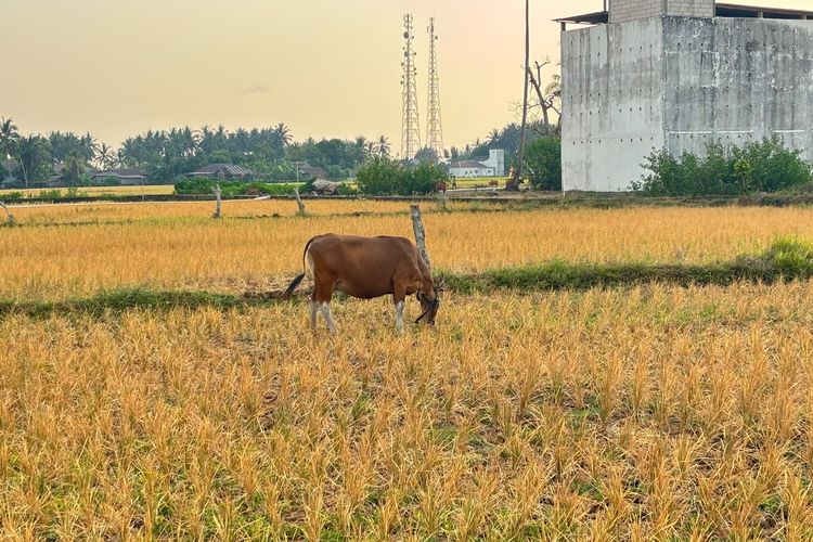 Sawah Mengering, Petani Mamuju Jadikan Padi Gagal Panen sebagai Pakan Sapi