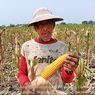 Masuki Masa Panen Jagung, Kementan Yakin Penuhi Kebutuhan Pakan Ternak