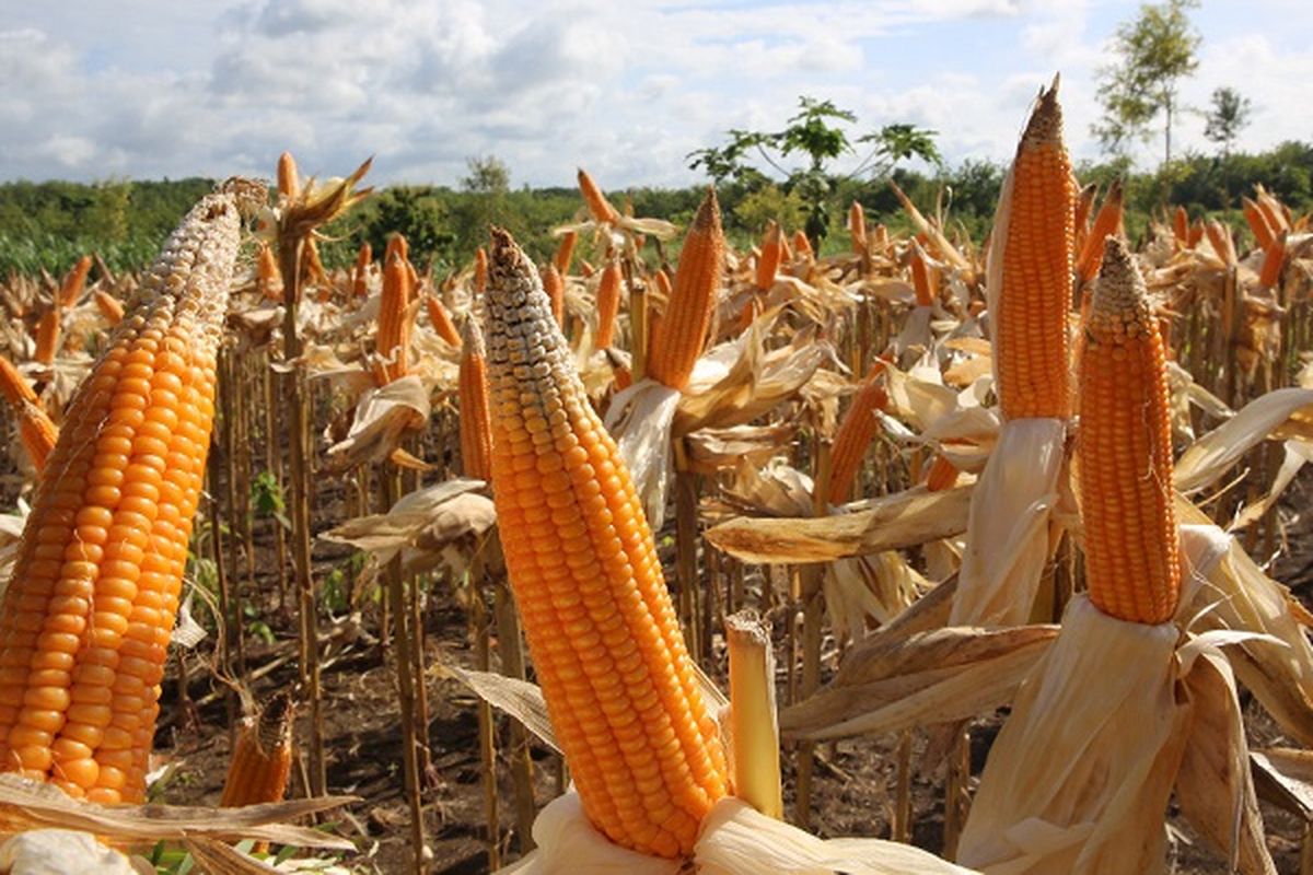 Panen jagung.