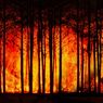 Kebakaran Hutan Ekstrem di Portugal Sebabkan Emisi Tertinggi dalam 22 Tahun