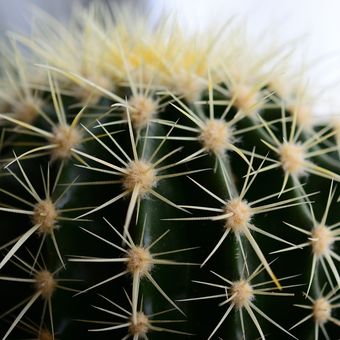 Ilustrasi tanaman kaktus. 