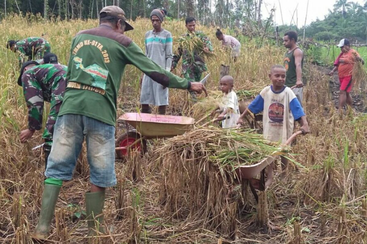 Satgas Yonif 405/Surya Kusuma dan Kelompok Tani Anren melakukan panen padi gogo di Kampung Imko, Distrik Mindiptana, Kabupaten Boven Digoel, Sabtu (15/07/17). 