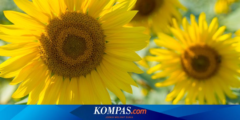 Berita Harian Cuaca-ekstrem-adalah Terbaru Hari Ini - Kompas.com