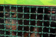 Enam Orangutan Korban Perdagangan Ilegal Pulang ke 