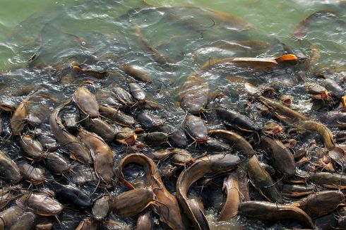 Ketahui 5 Perawatan Anakan Ikan Lele untuk Budidaya