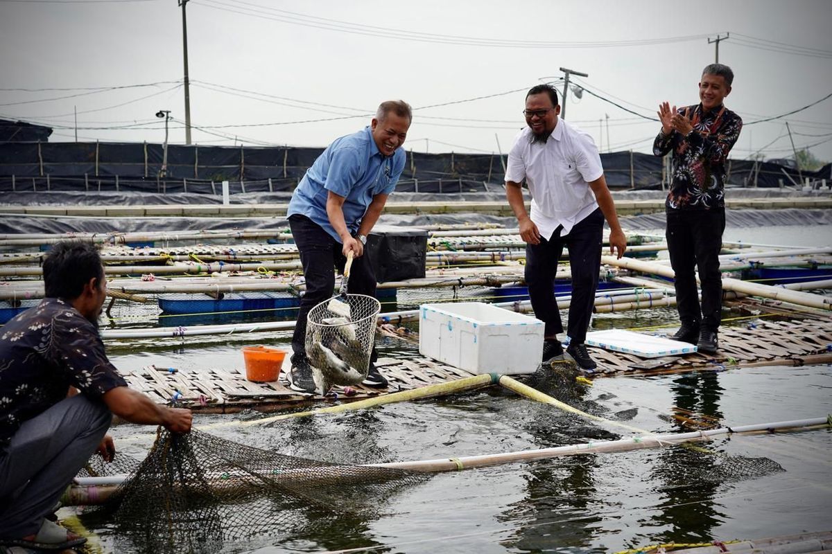 Wakil Menteri Koperasi (Wamenkop) Ferry Juliantono melakukan panen perdana ikan kakap putih dan ikan kerapu yang diproduksi oleh Koperasi Mambo Mina Mekar Sejahtera di kawasan Muaragembong, Kab.Bekasi, Jawa Barat, Rabu (22/1/2025). Hasil budidaya ikan ini selanjutnya didistribusikan untuk memenuhi kebutuhan hotel dan restoran di area Jabodetabek.