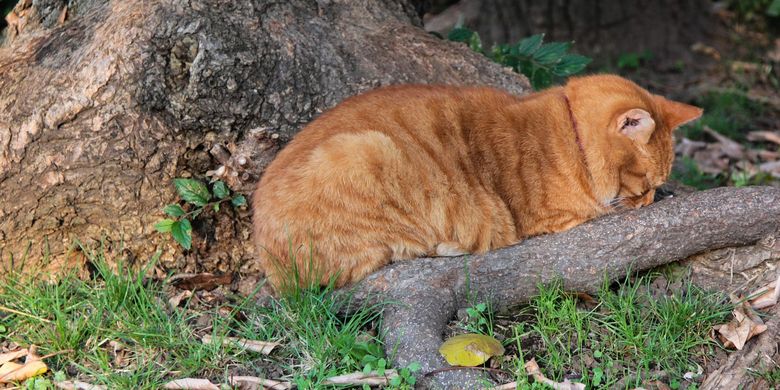 Roh Kucing Setelah Mati : Apakah Ruh Hewan Juga Dicabut Malaikat Maut