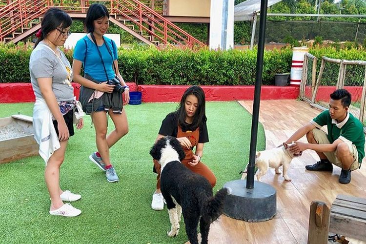 Pengunjung dan anjing peliharaan Scientia Square Park di Petopia.