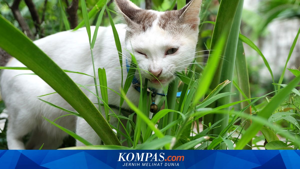 Jangan Cegah Kucing Lucumu Makan Rumput, Berikut Penjelasannya!