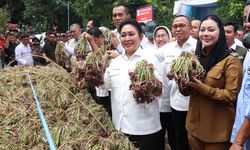 Inovasi Hilirisasi Bawang Merah Brebes Tembus Pasar Global, Titiek Soeharto Beri Apresiasi