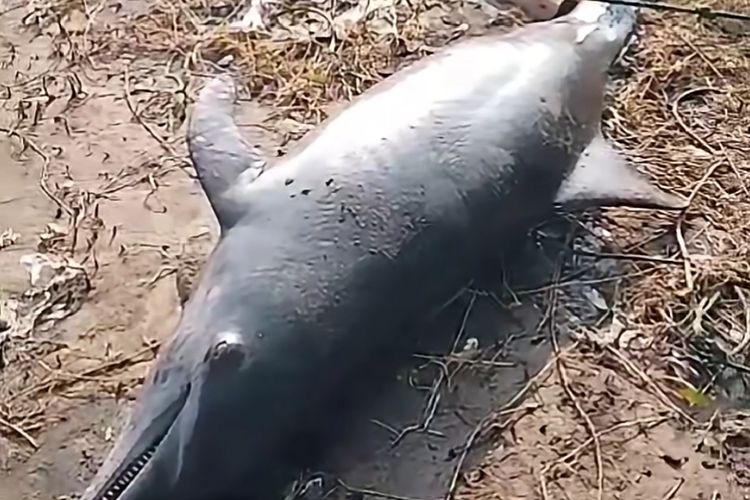Viral Bangkai Anak Lumba-lumba Mati di Pantai Pondok Bali Subang, Diduga Tersangkut Jaring Nelayan