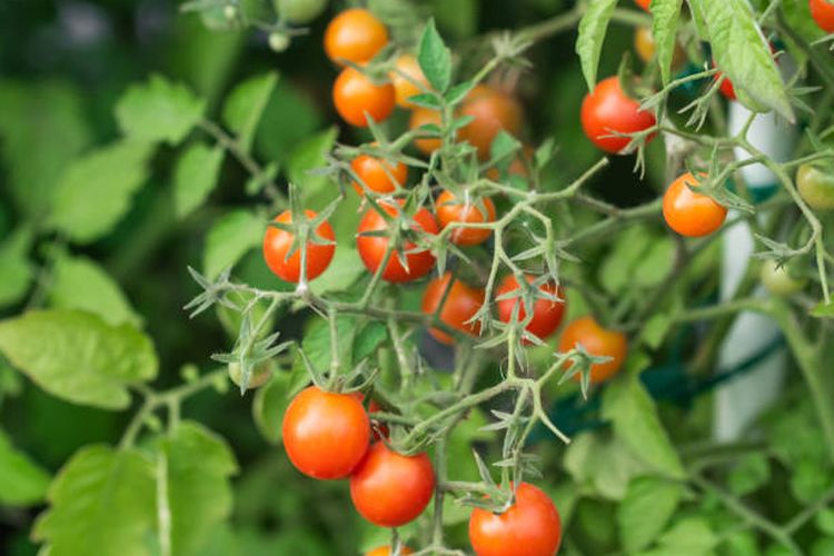 Ilustrasi manfaat tomat ceri bagi kesehatan.