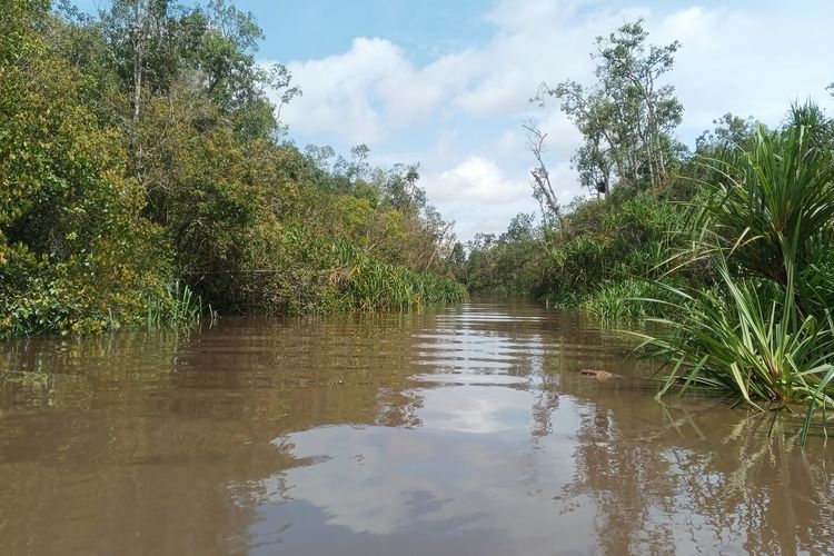Lanskap di tengah hutan desa rawa gambut di Desa Sungai Besar, Kecamatan Matan Hilir Selatan, Kabupaten Ketapang, Kalimantan Barat, pada Senin (27/10/2025).
