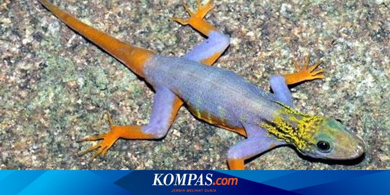 Tokek Warna-Warni Dan Monyet Berjambul Ditemukan Di Mekong
