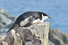 Kemampuan Super Penguin, Bisa Tidur Singkat Ribuan Kali dalam Sehari