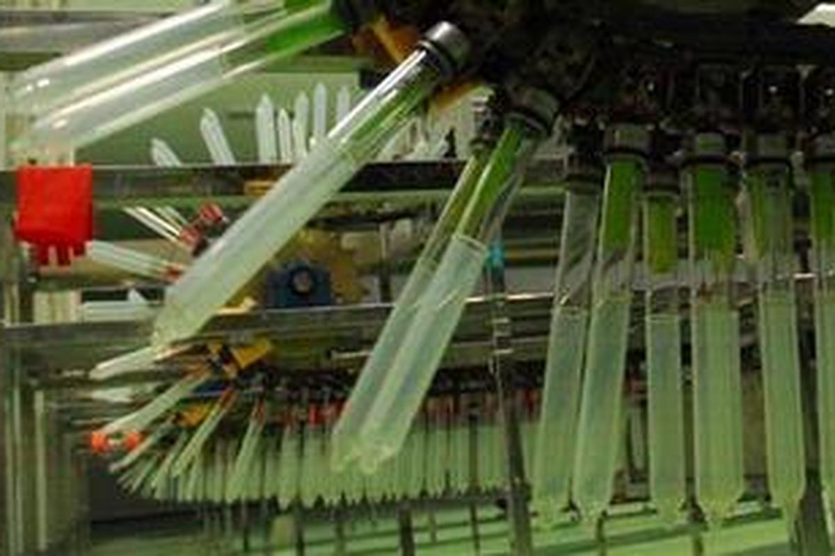 Salah satu proses pembuatan kondom, dipping atau pencelupan. 