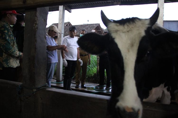 CEK SAPI—Bupati Ponorogo, Sugiri Sancoko turun ke lokasi kandang sapi milik warga Kecamatan Pudak, Kabupaten Ponorogo, Jawa Timur yang banyak terserang virus PMK, Senin (20/6/2022). 