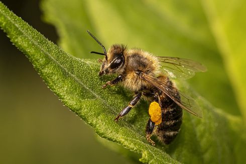 Cara Aman Mengusir Lebah dari Dalam Rumah