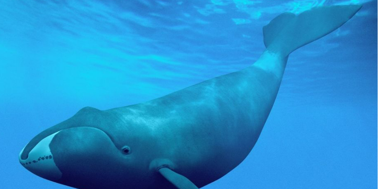 Bowhead Whale, Mamalia Laut dengan Umur Terpanjang - Vimarsana News