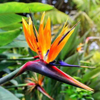 Ilustrasi tanaman, ilustrasi bunga - Strelitzia atau bird of paradise.