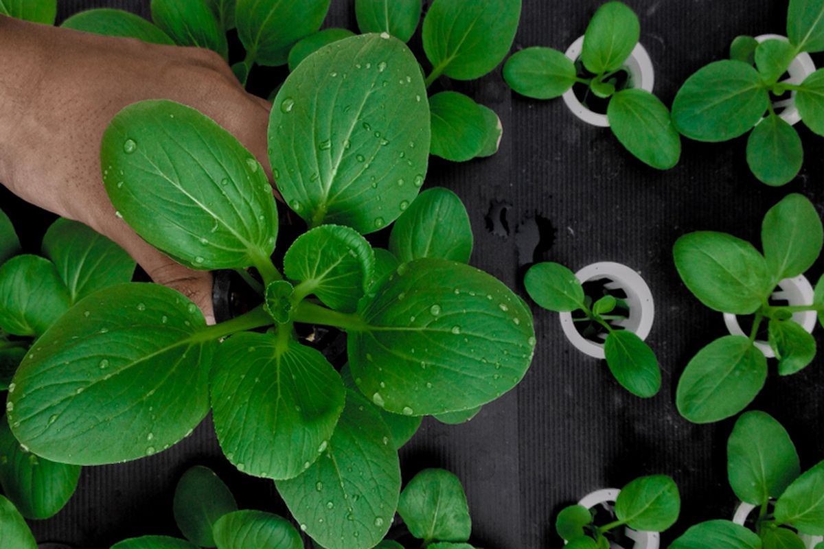 Ilustrasi menanam sayuran hidroponik sistem wick. 