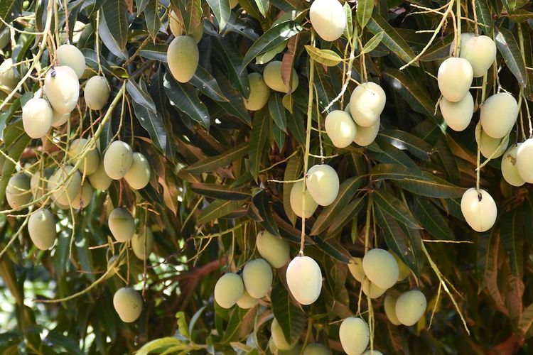 Ilustrasi pohon mangga, tanaman mangga, buah mangga di pohon.