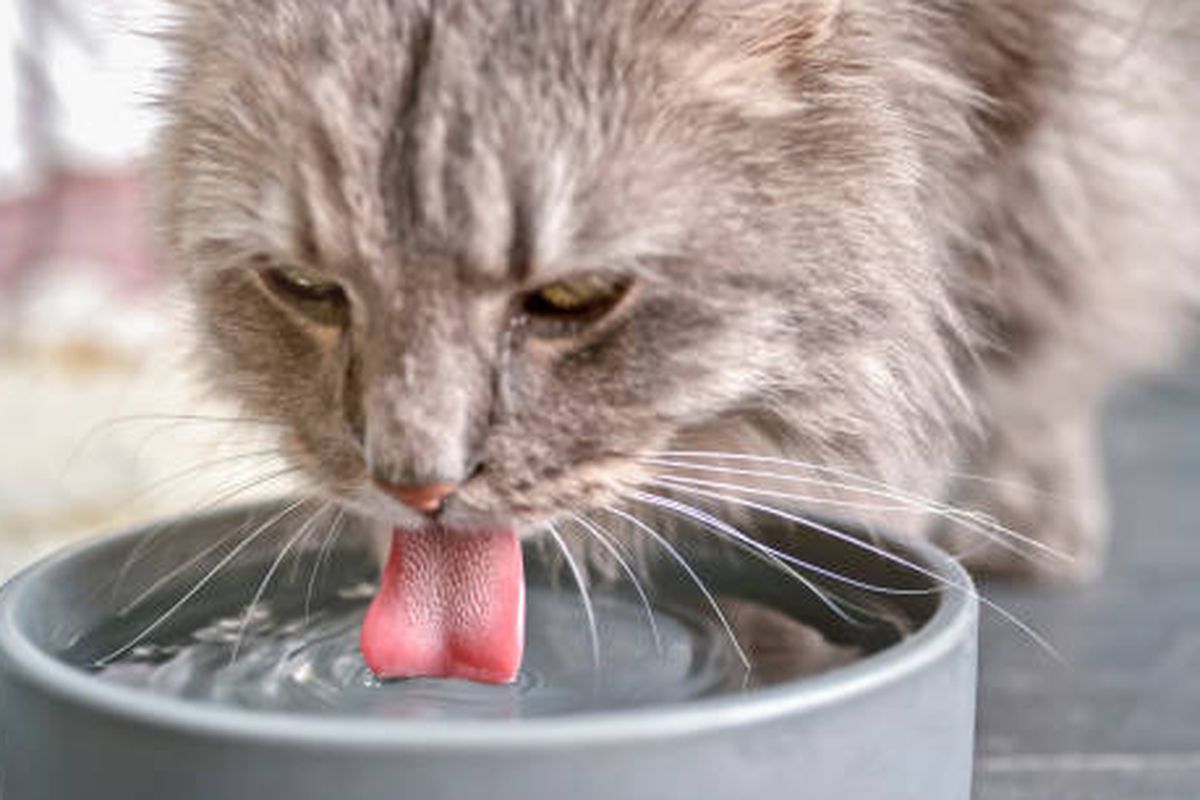 ilustrasi penyebab heatstroke pada kucing.