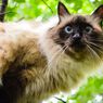 5 Fakta tentang Kecerdasan Kucing yang Sebaiknya Kamu Tahu