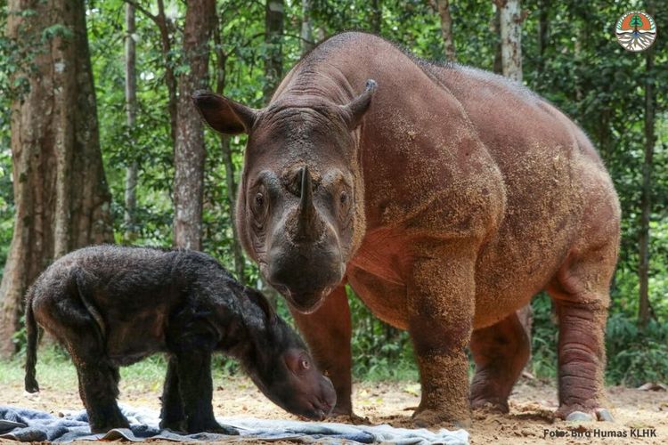 Bayi badak berjenis kelamin betina yang baru dilahirkan di SRS Taman Nasional Way Kambas, Lampung Timur.
