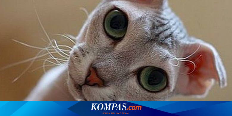 7 Fakta Menarik Tentang Warna Mata Kucing