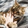 Studi: Kucing Pun Merasa Kesal Terus di Rumah Selama Pandemi